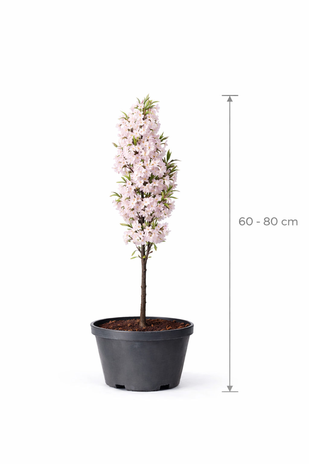 Prunus serr. 'Amanogawa' 60 - 80 C5