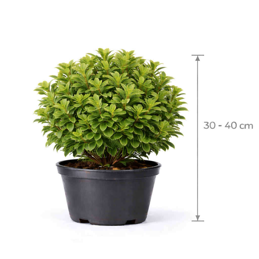 Pittosporum ten. 'Midget' 30 - 40 C7.5