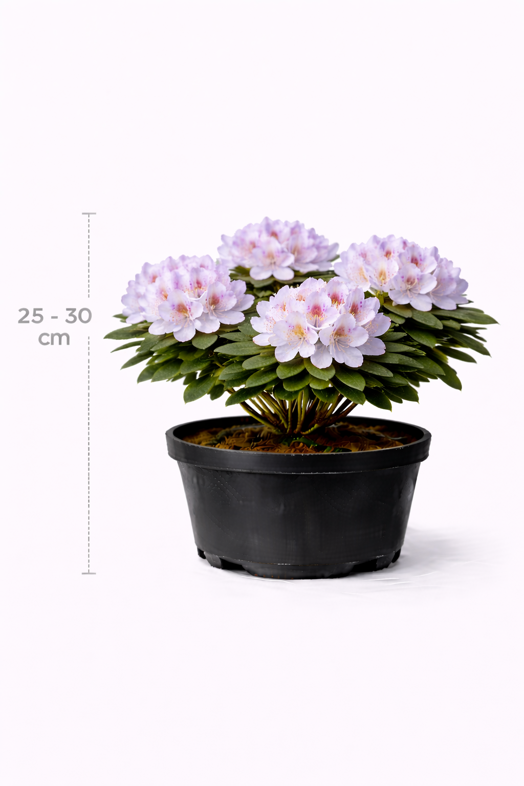 Rhodo (hybr.) 'Silberwolke' 25 - 30 C3