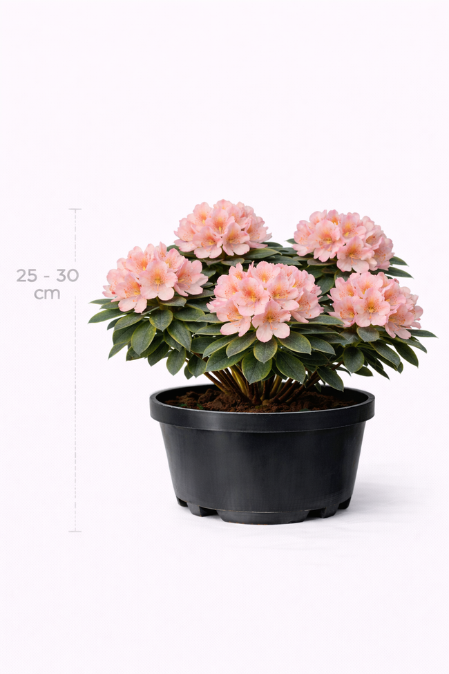 Rhodo 'Caroline Allbrook' 25 - 30