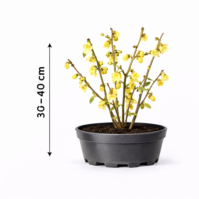 Chimonanthus praecox 30 - 40