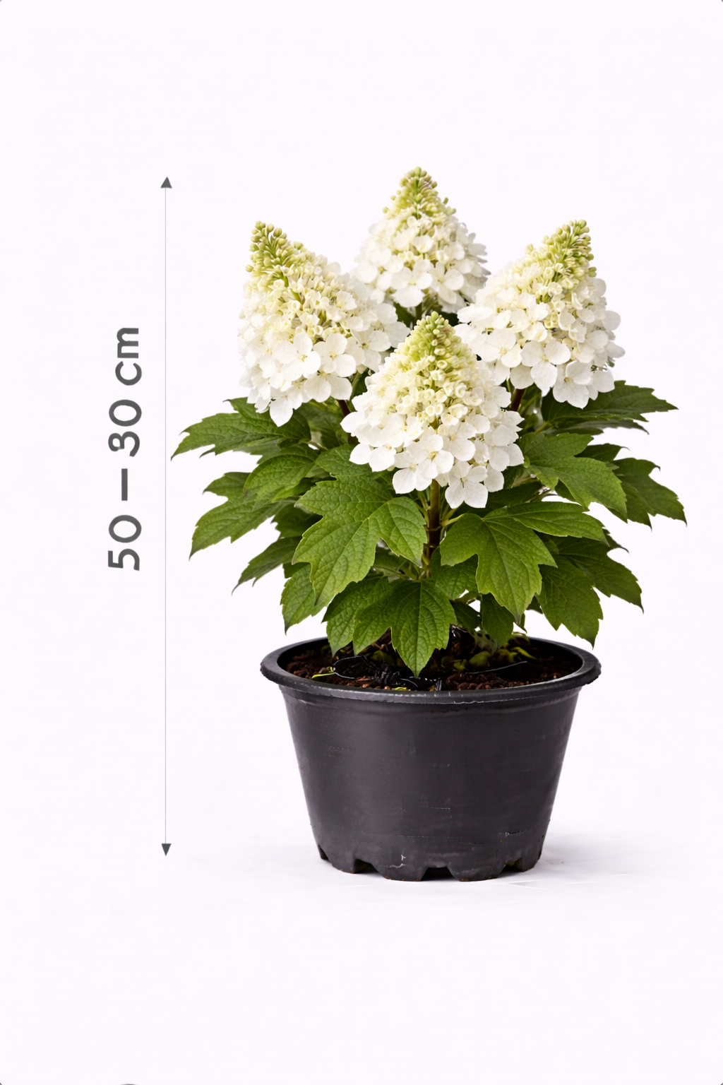 Hydrangea querc. 'Ice Crystal' 50 - 60 c7.5