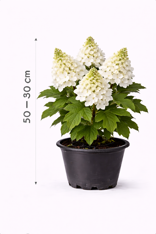 Hydrangea querc. 'Ice Crystal' 50 - 60 c7.5