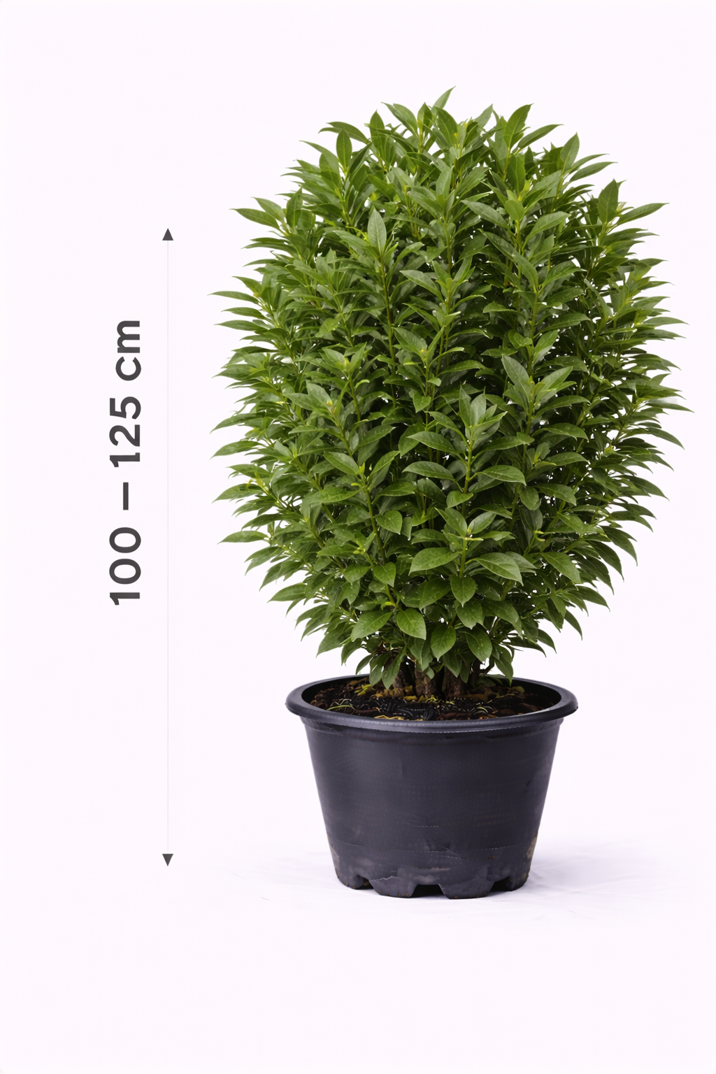 Laurus nobilis 100 - 125