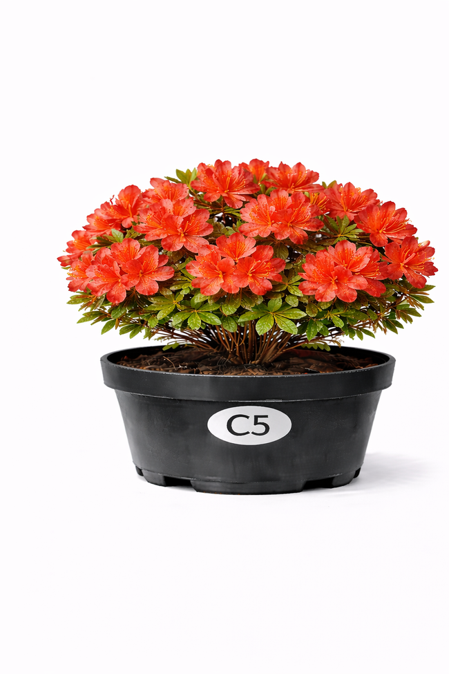 Azalea mollis rood  40 - 50 C3