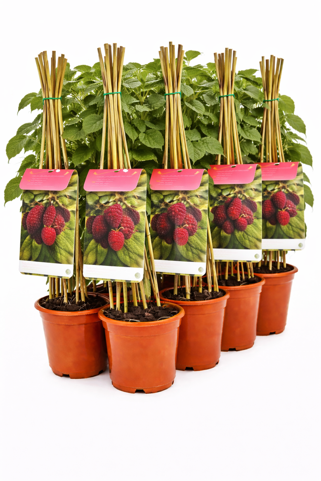 Rubus 'Tay' struik