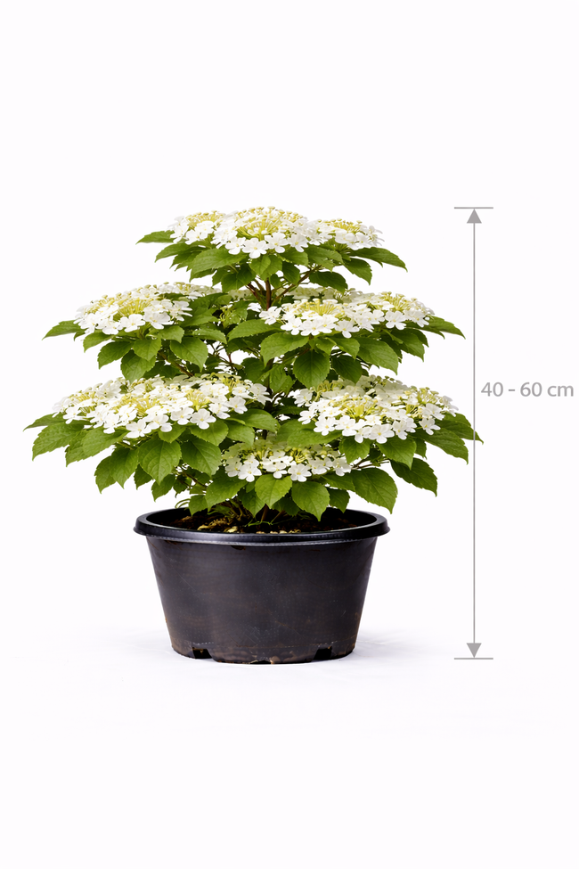 Viburnum plic. 'Lanarth' 40 - 60