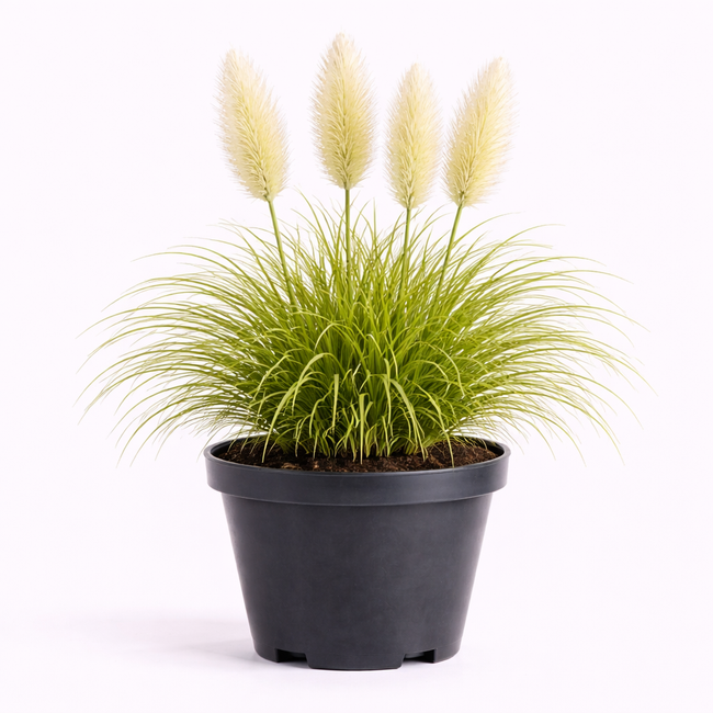Cortaderia sell. 'Pumila' C3