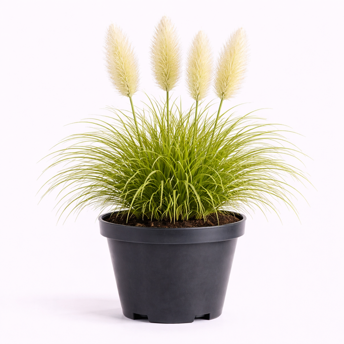 Cortaderia 'Pumila' C3