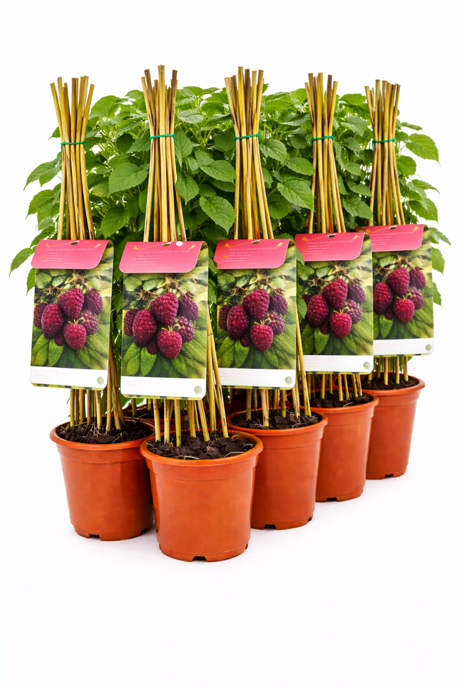 Rubus 'Logan Thornless' struik