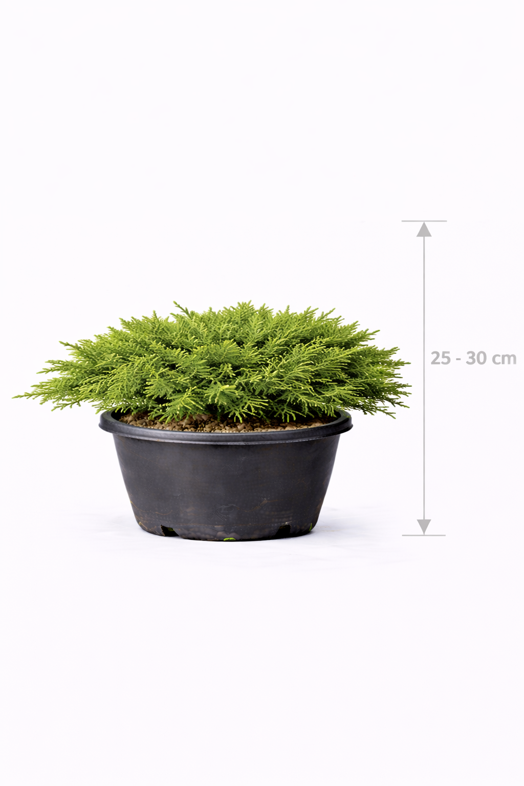 Juniperus comm. 'Green Carpet' 25 - 30
