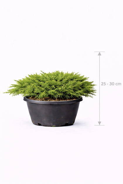Juniperus comm. 'Green Carpet' 25 - 30