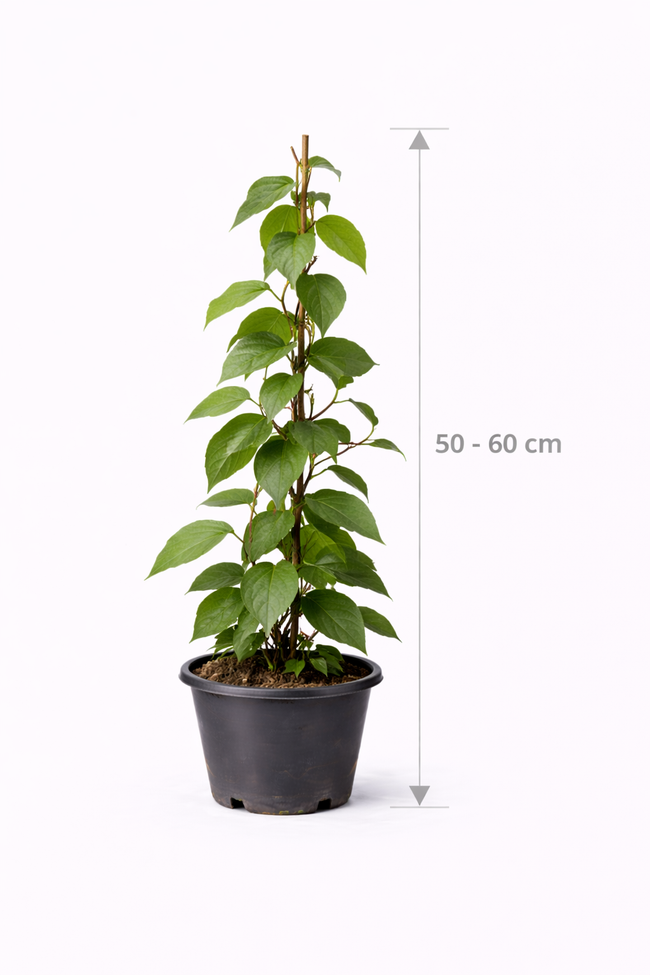 Actinidia arguta 'Issai' 50 - 60
