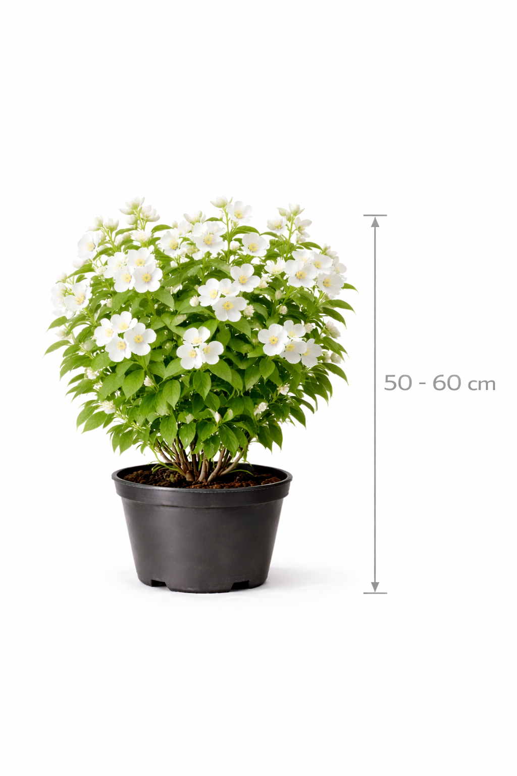 Philadelphus 'Dame Blanche' 50 - 60