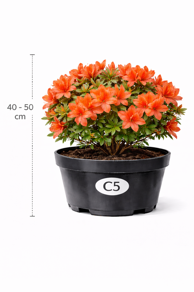 Azalea knaphill rood 40 - 50 C3