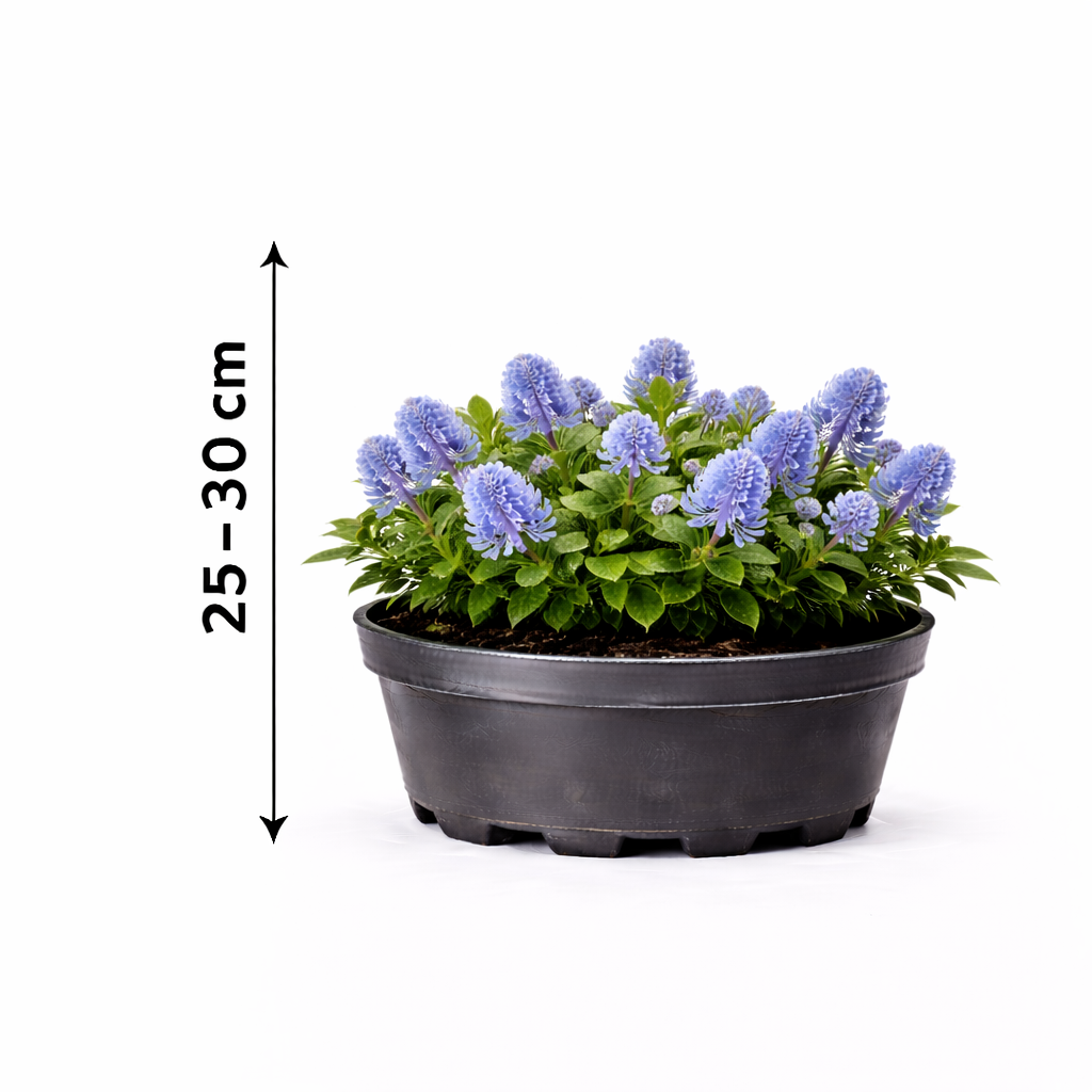 Ceanothus thyrs. 'Repens' 25 - 30