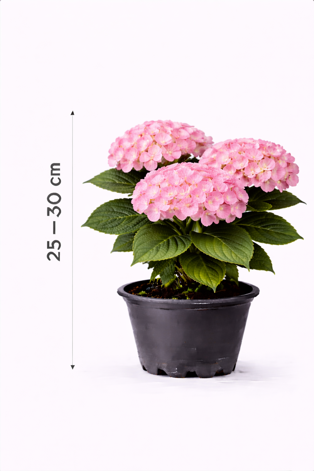 Hydrangea macr. roze 25 - 30