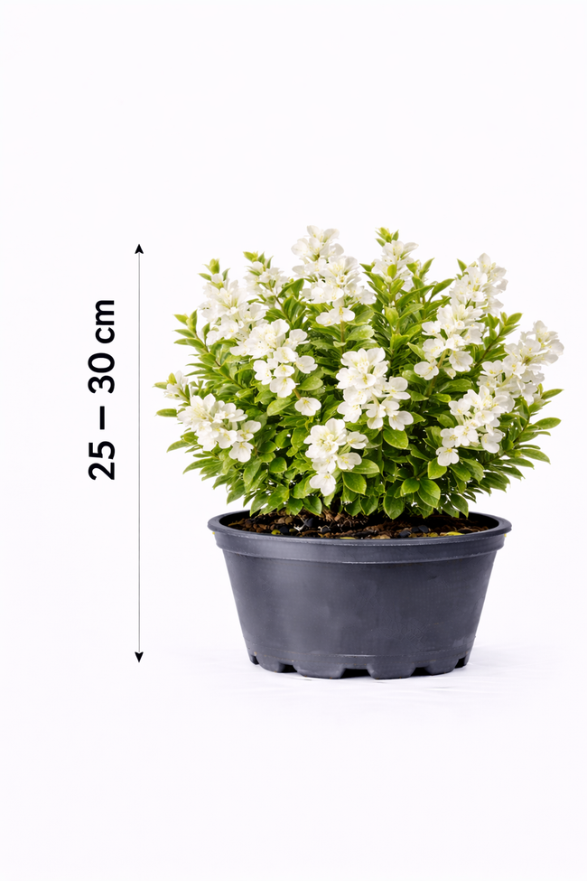 Exochorda racemosa 'Niagara' 25 - 30