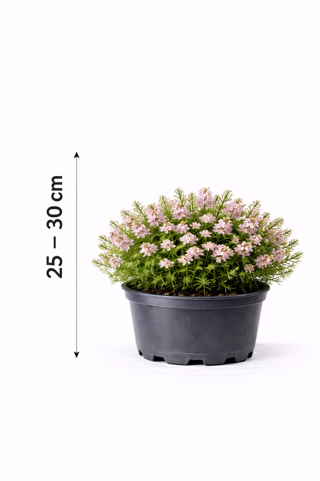 Diosma hirsuta 'Pink Fountain' 25 - 30