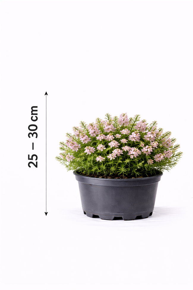 Diosma hirsuta 'Pink Fountain' 25 - 30