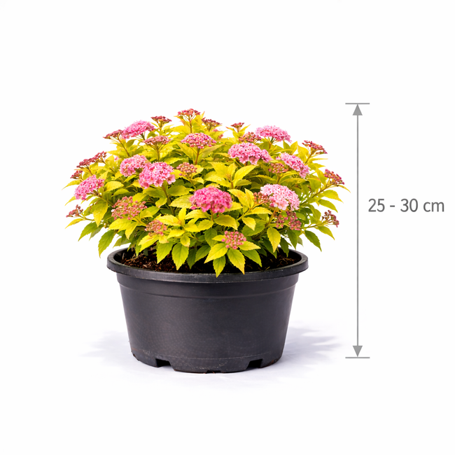 Spiraea jap. 'Magic Carpet' 25 - 30