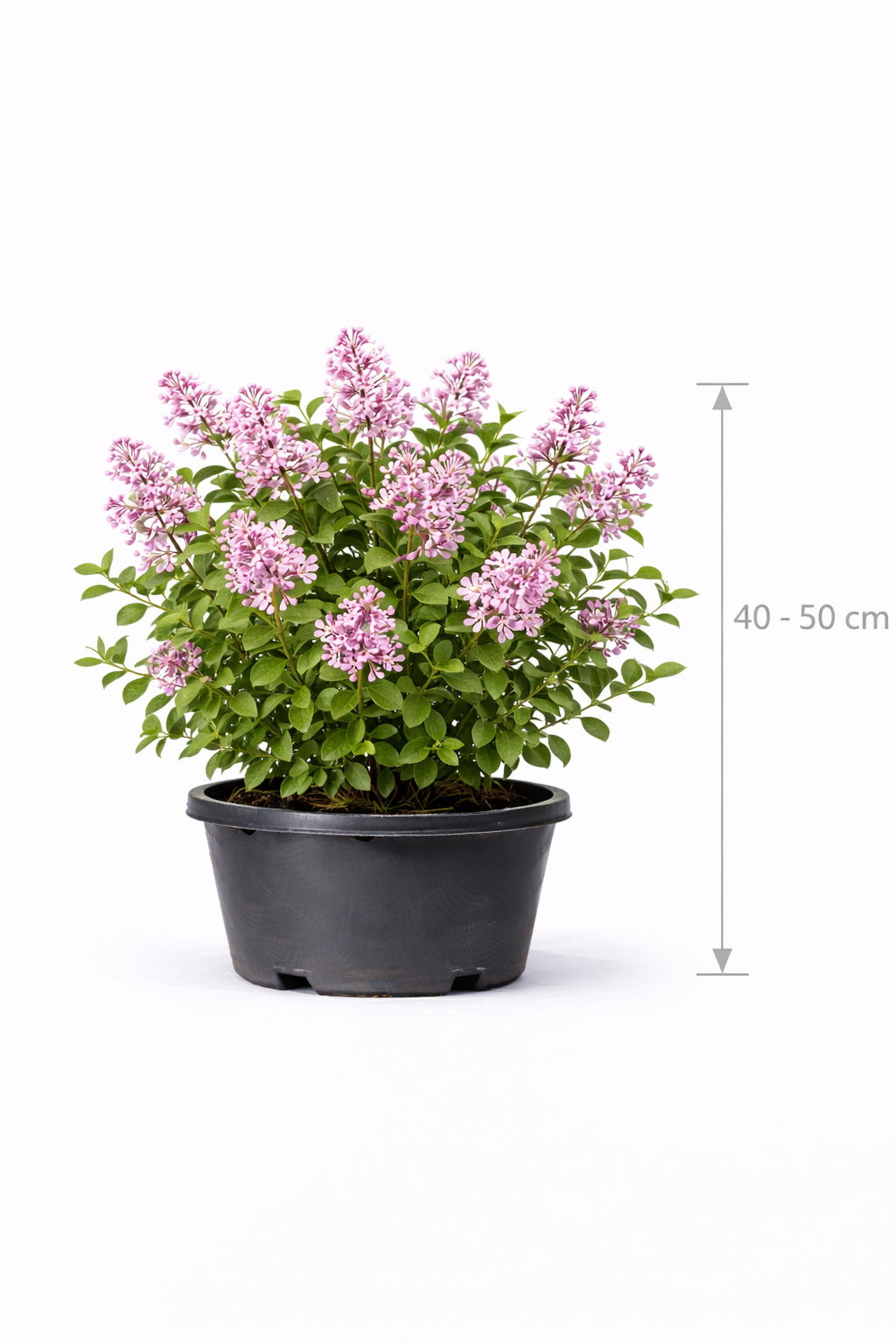 Syringa microphylla 'Superba' 40 - 50