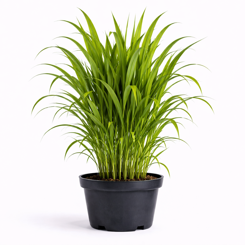 Miscanthus giganteus c3
