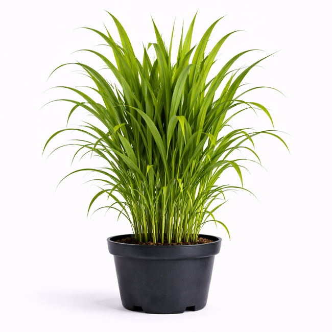 Miscanthus giganteus c3