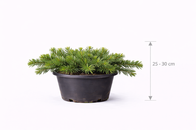Taxus baccata 'Repandens' 25 - 30