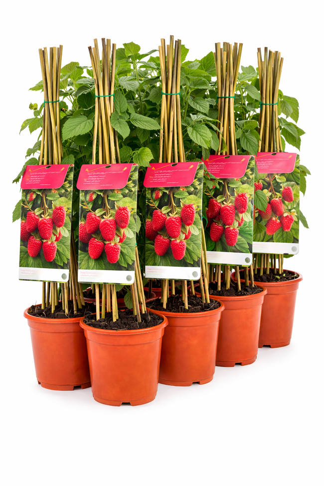Rubus id. 'Zefa Herbsternte' struik
