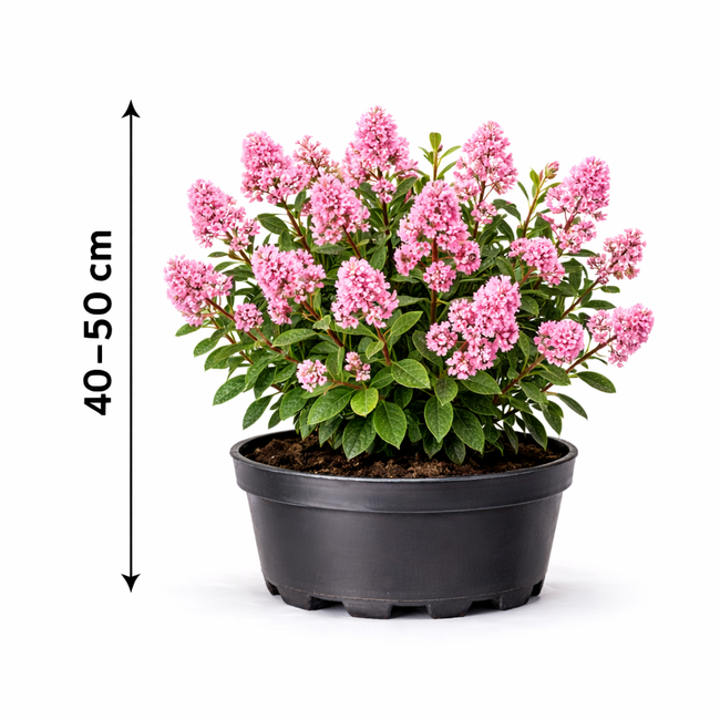 Ceanothus pall. 'Perle Rose' 40 - 50