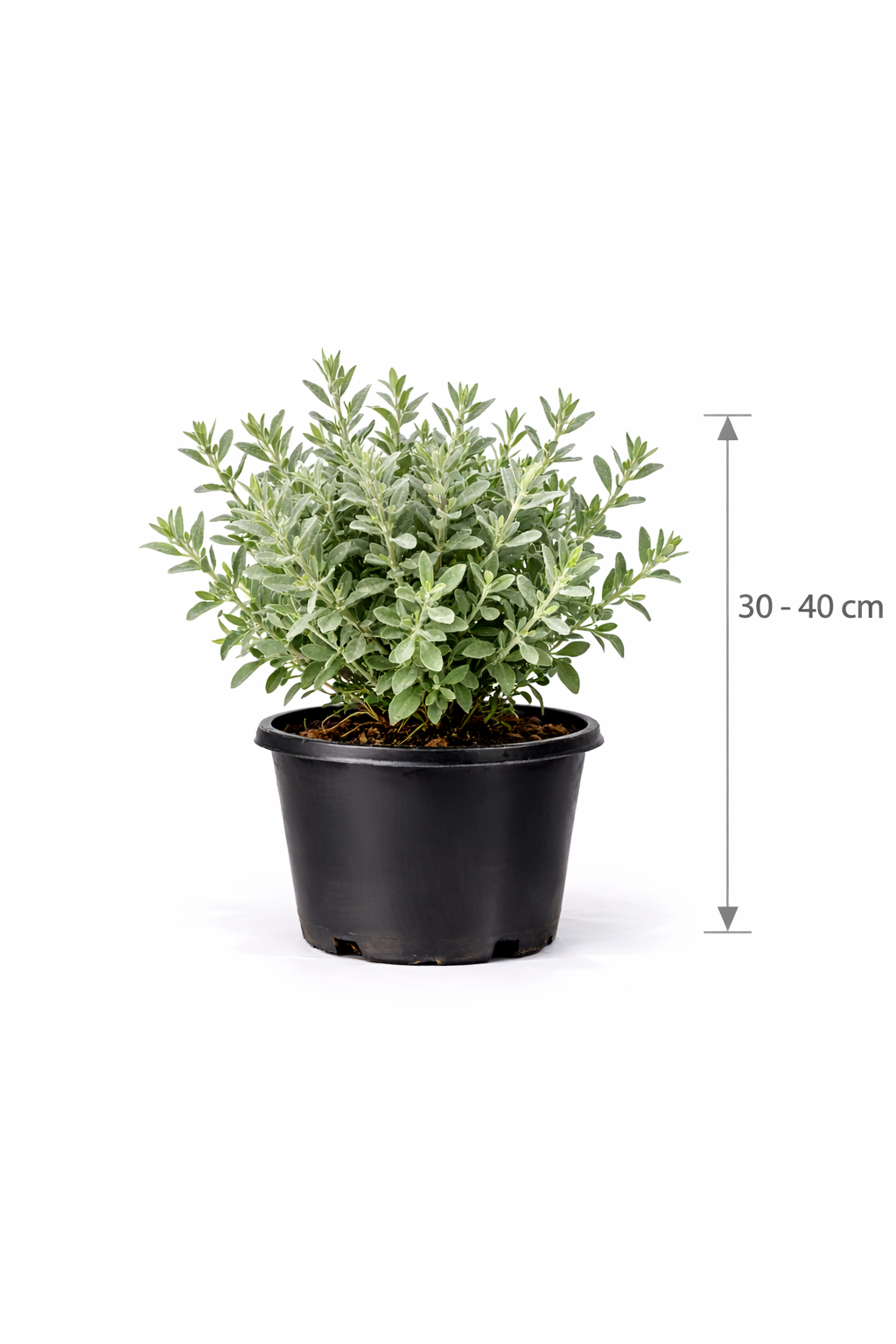 Teucrium fruticans 30 - 40