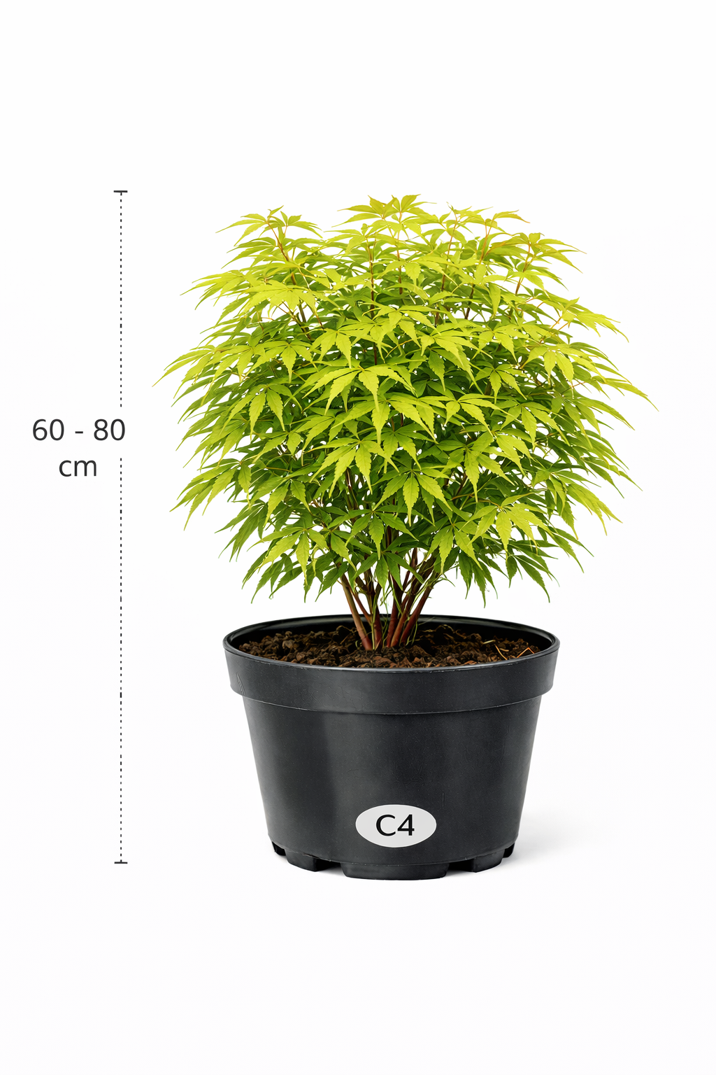 Acer palmatum 60 - 80 C4