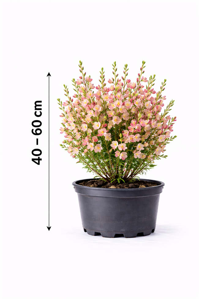 Cytisus 'Zeelandia' 40 - 60