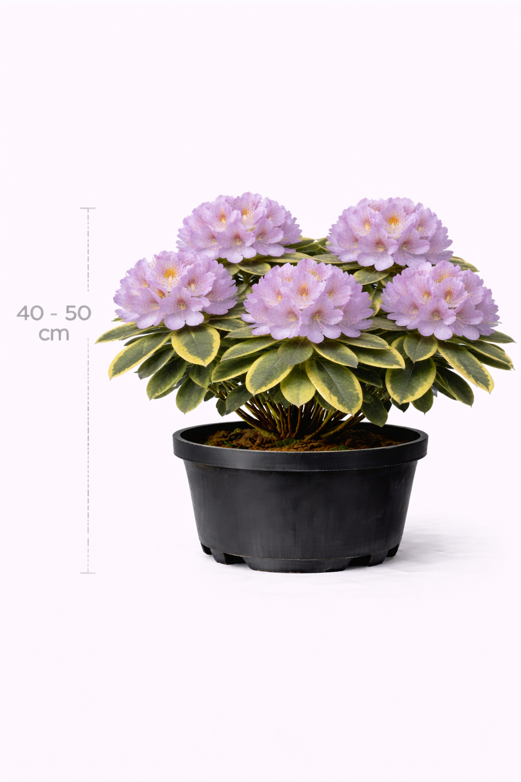 Rhodo 'Variegatum' 40 - 50 C4