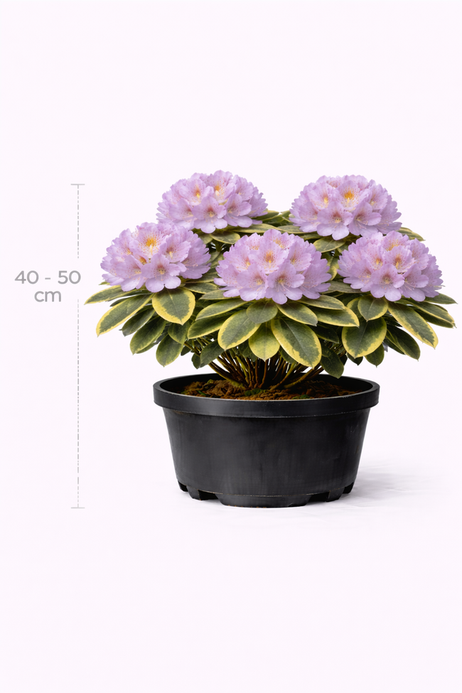 Rhodo 'Variegatum' 40 - 50 C4