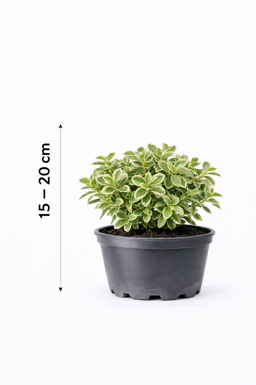 Euonymus fort. 'Em. Gaiety' 15 - 20