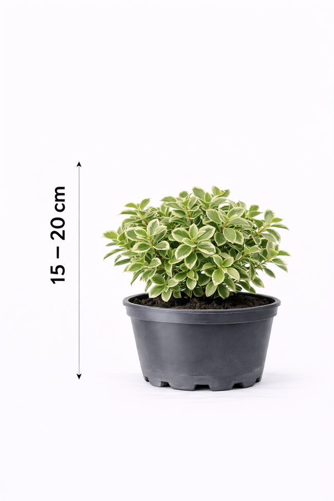 Euonymus fort. 'Em. Gaiety' 15 - 20