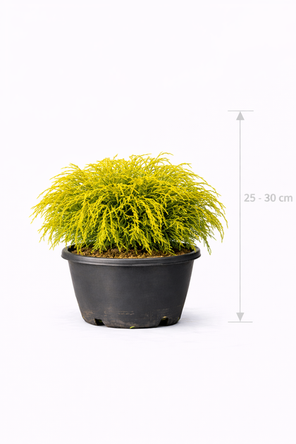 Chamaecyparis pis. 'Filifera Aurea' 25 - 30