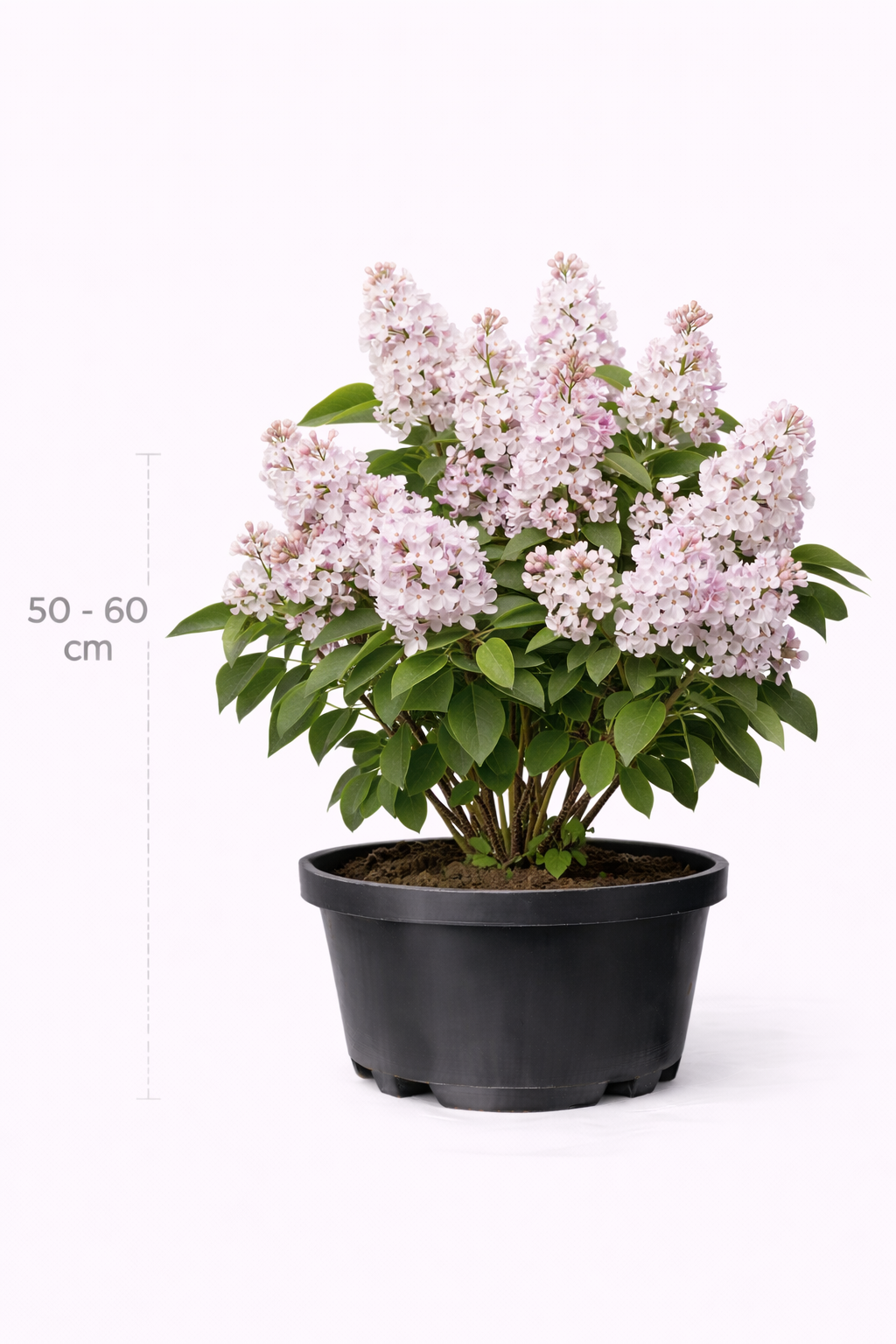 Syringa vulg. 'Beauty of Moscow' 50 - 60