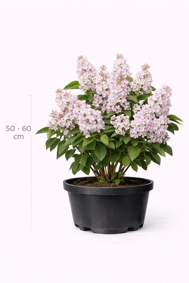 Syringa vulg. 'Beauty of Moscow' 50 - 60