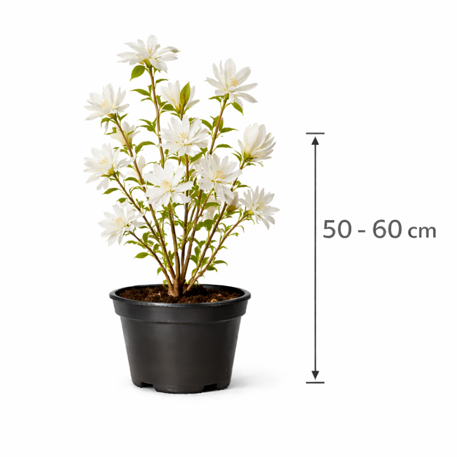 Magnolia stellata 50 - 60