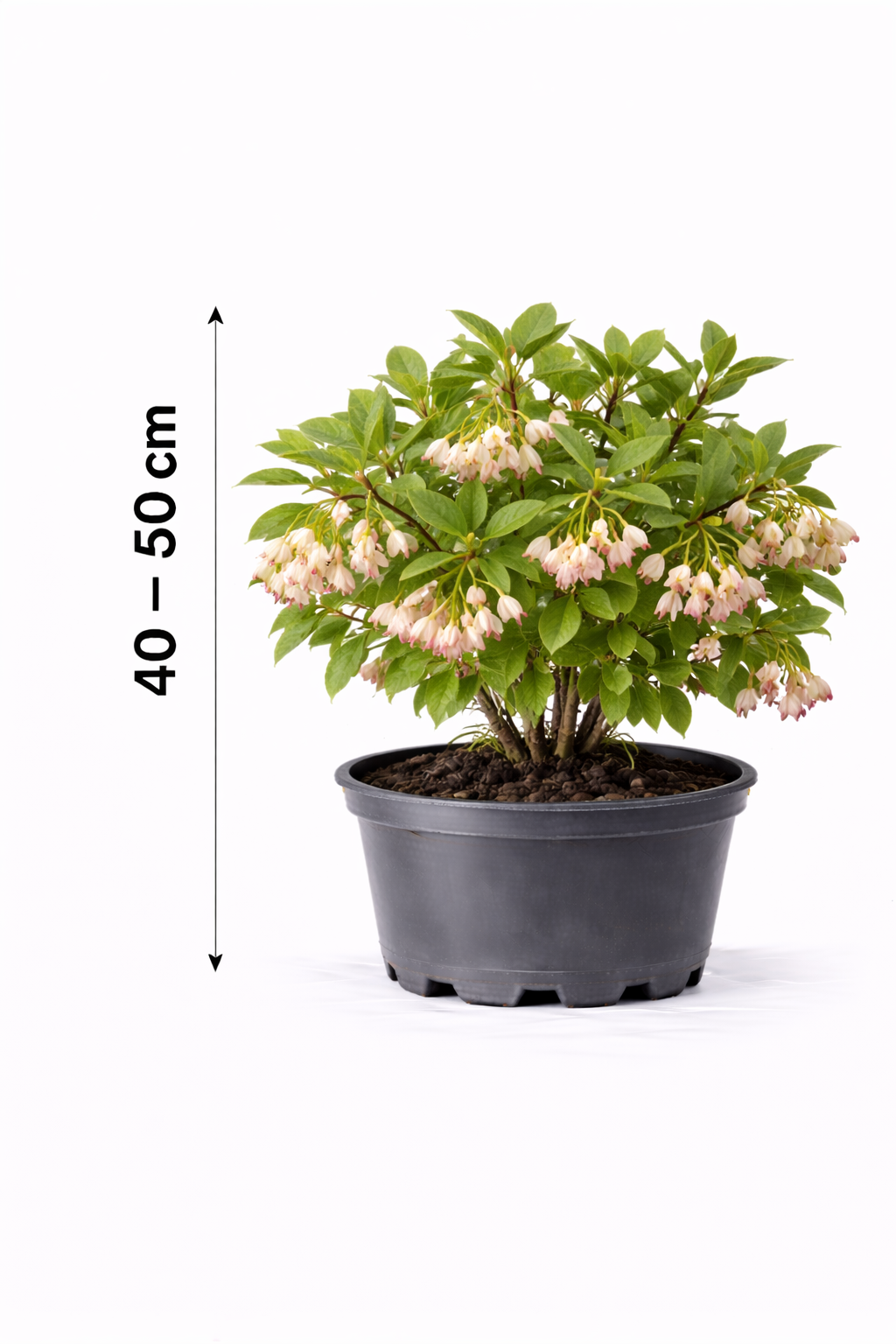 Enkianthus campanulatus 40 - 50