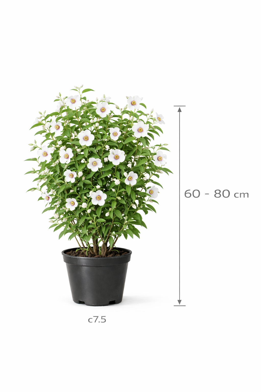 Philadelphus 'Belle Etoile' 60 - 80 c7.5
