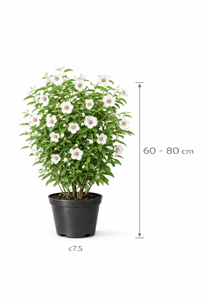 Philadelphus 'Belle Etoile' 60 - 80 c7.5