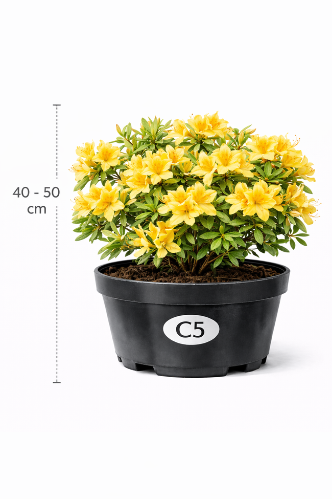 Azalea knaphill geel 40 - 50 C3