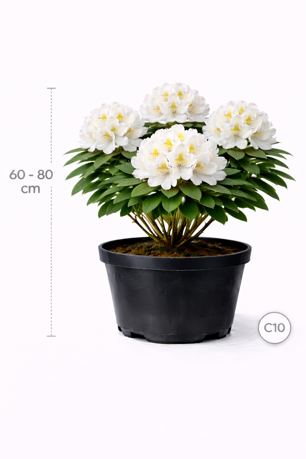 Rhodo (caucas.) 'Cunningham's White' 60 - 80 C10