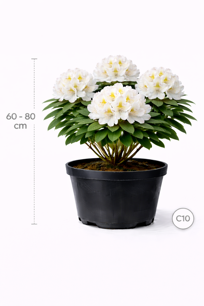 Rhodo (caucas.) 'Cunningham's White' 60 - 80 C10