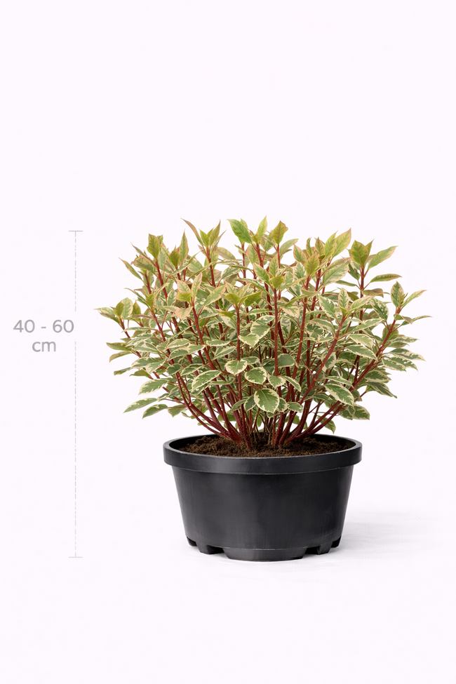 Cornus alba 'Baton Rouge' 40 - 60