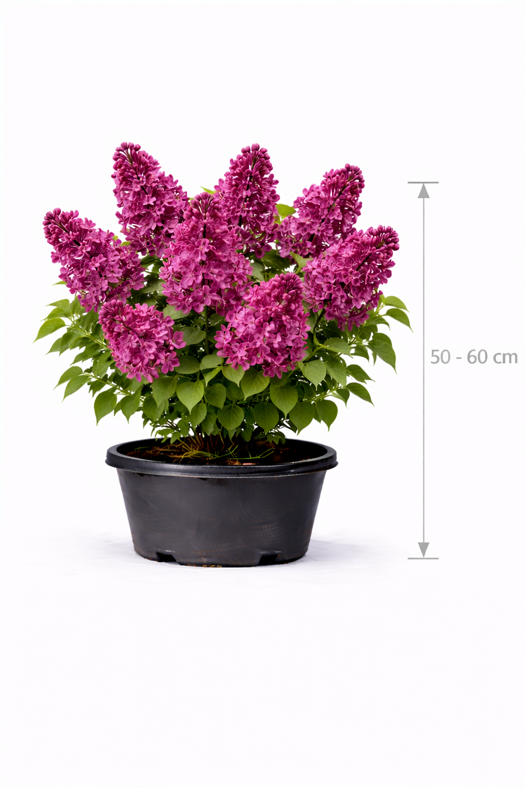 Syringa vulg. 'Charles Joly' 50 - 60